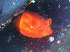 Halocynthia aurantium