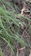 Melica uniflora, photograph (c) guywallbanks, some rights reserved (CC BY)