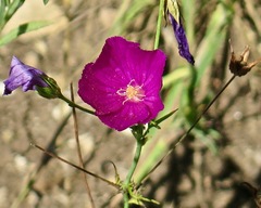 Callirhoe leiocarpa
