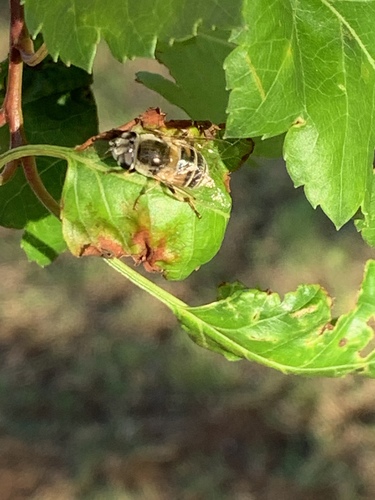 Crataegus phaenopyrum