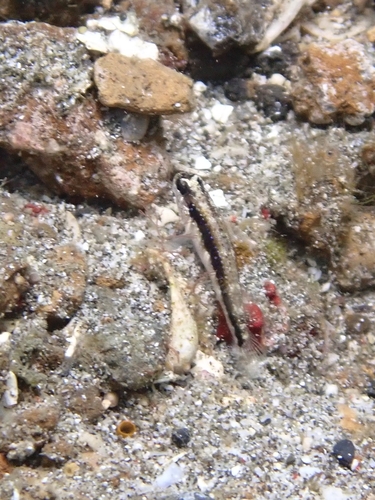 Asterropteryx striata observed 2026-08-15