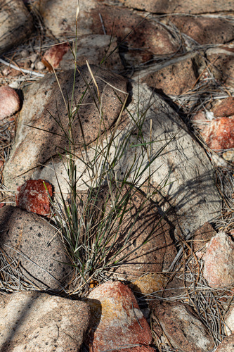 Austrostipa elegantissima, photograph 3