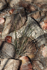Austrostipa elegantissima, photograph (c) Carmon, some rights reserved (CC BY-SA)