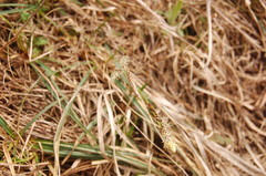 Carex richardsonii