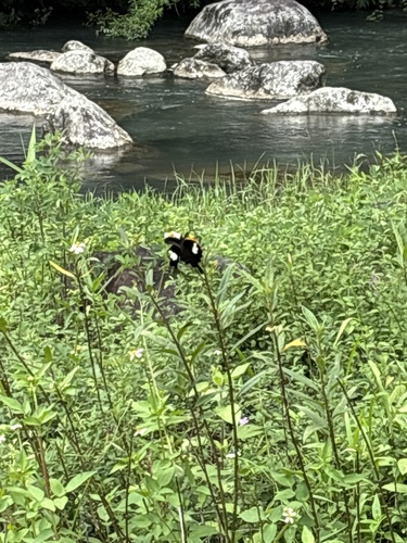 Red Helen Swallowtail