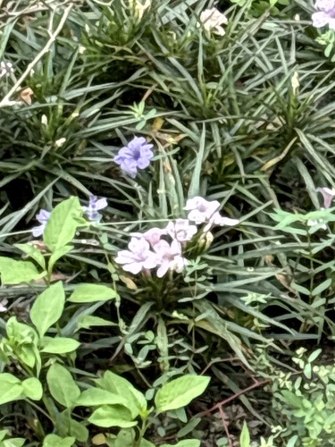 Mexican Ruellia