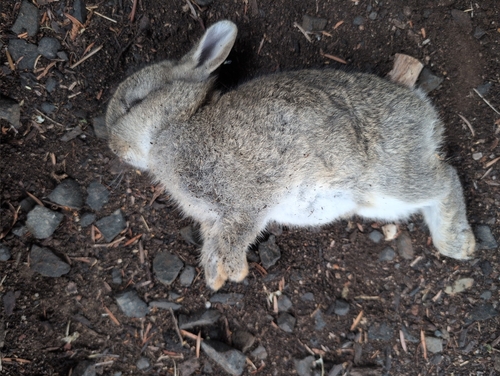 European Rabbit