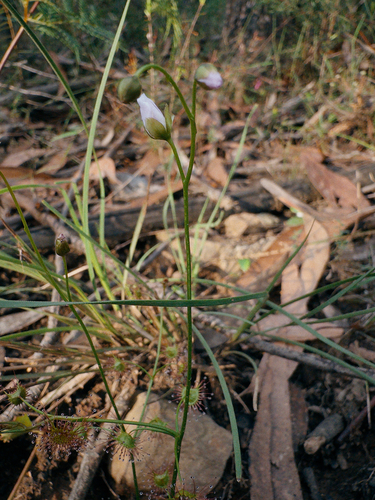 Tall sundew