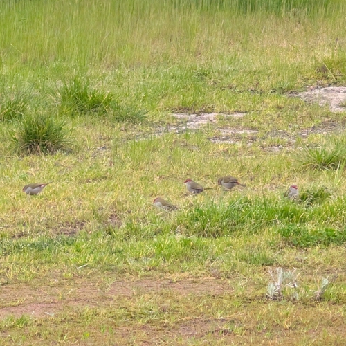 Red-browed Finch