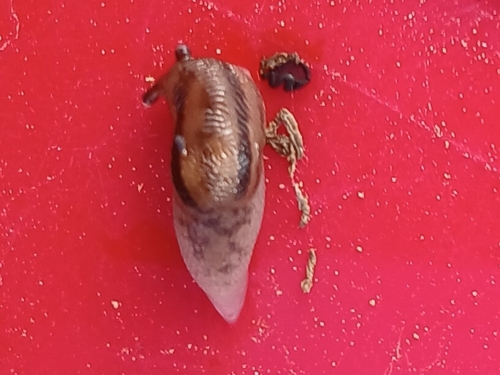 Threeband Slugs