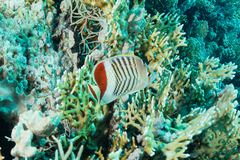 Chaetodon paucifasciatus
