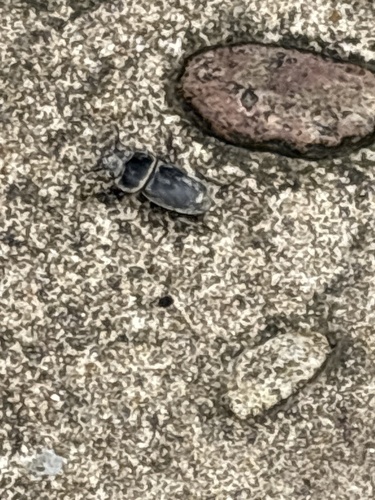 Titan Stag Beetle