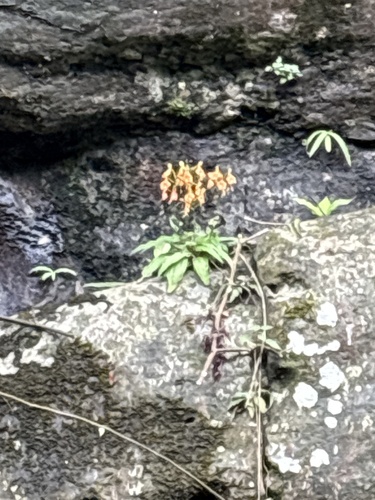 Red-Lipped Habenaria