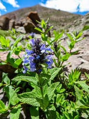 Nepeta coerulescens