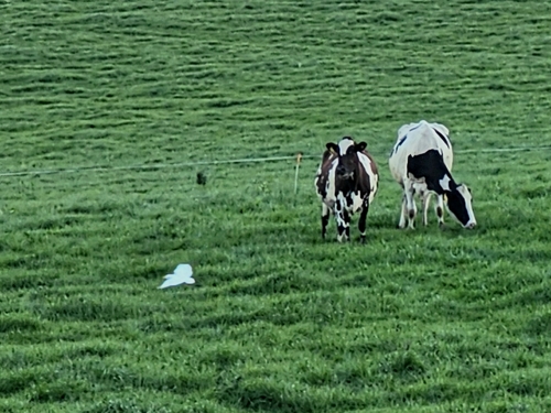 Eastern Cattle-Egret