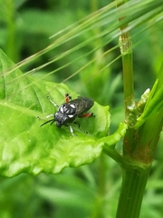 Macrophya punctumalbum