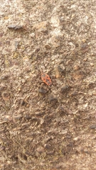 Pyrrhocoris apterus