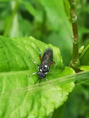 Macrophya punctumalbum