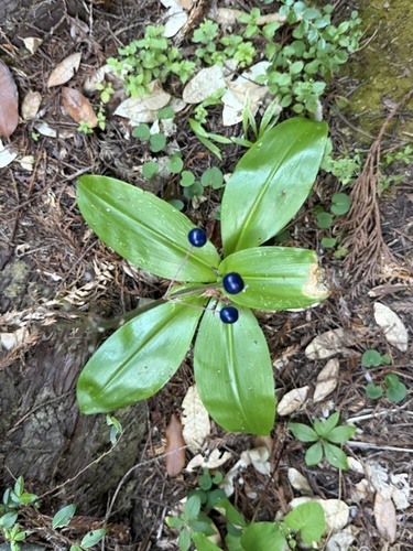 Clintonia andrewsiana, photograph 5