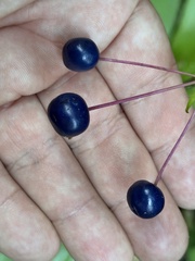 Clintonia andrewsiana, photograph (c) Ian McFaul, some rights reserved (CC BY)