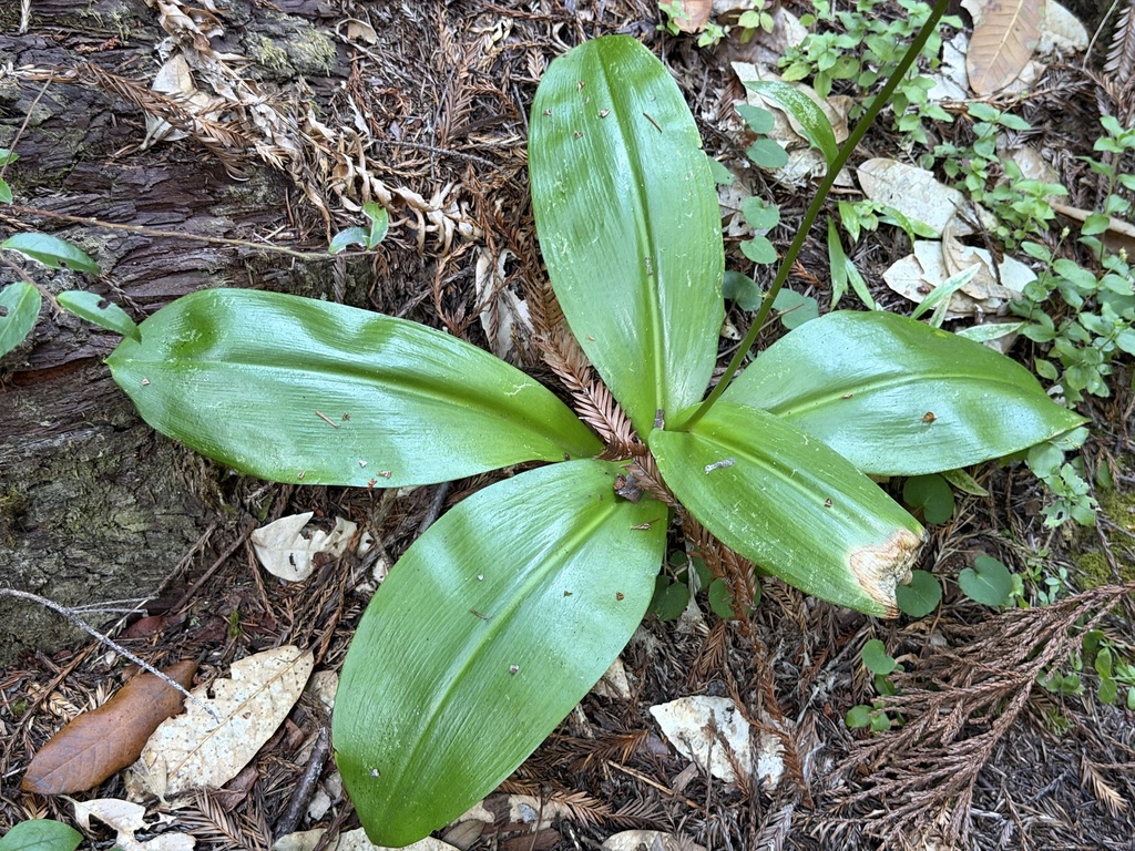 Clintonia andrewsiana; photograph (c) Ian McFaul, some rights reserved (CC BY)