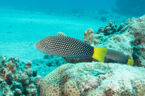 Yellowtail Wrasse — seen at this dive site