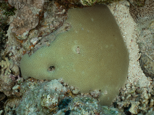 Goniopora pedunculata observed 2026-07-21