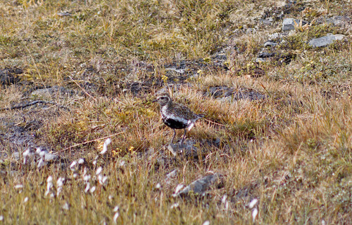 European Golden-Plover