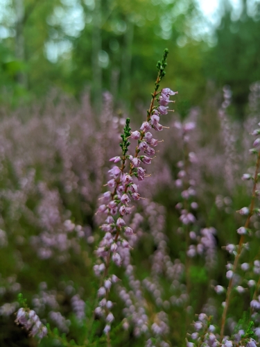 common heather