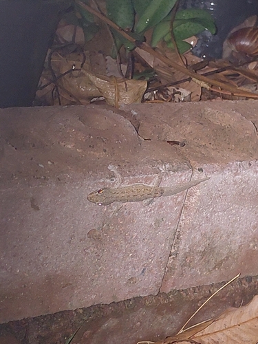 Asian House Gecko