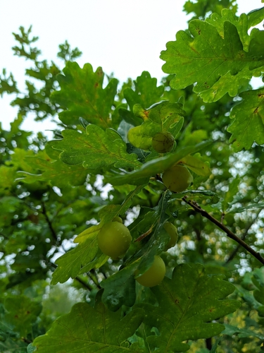Cherry Gall Wasp