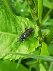 Macrophya punctumalbum