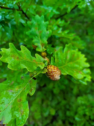 Oak Artichoke Gall Wasp