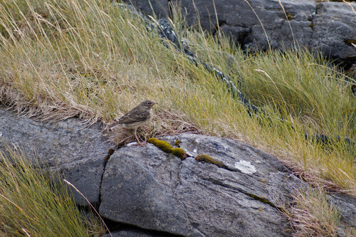 Rock Pipit