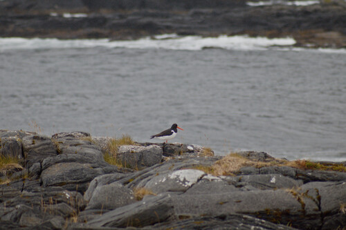 Eurasian Oystercatcher