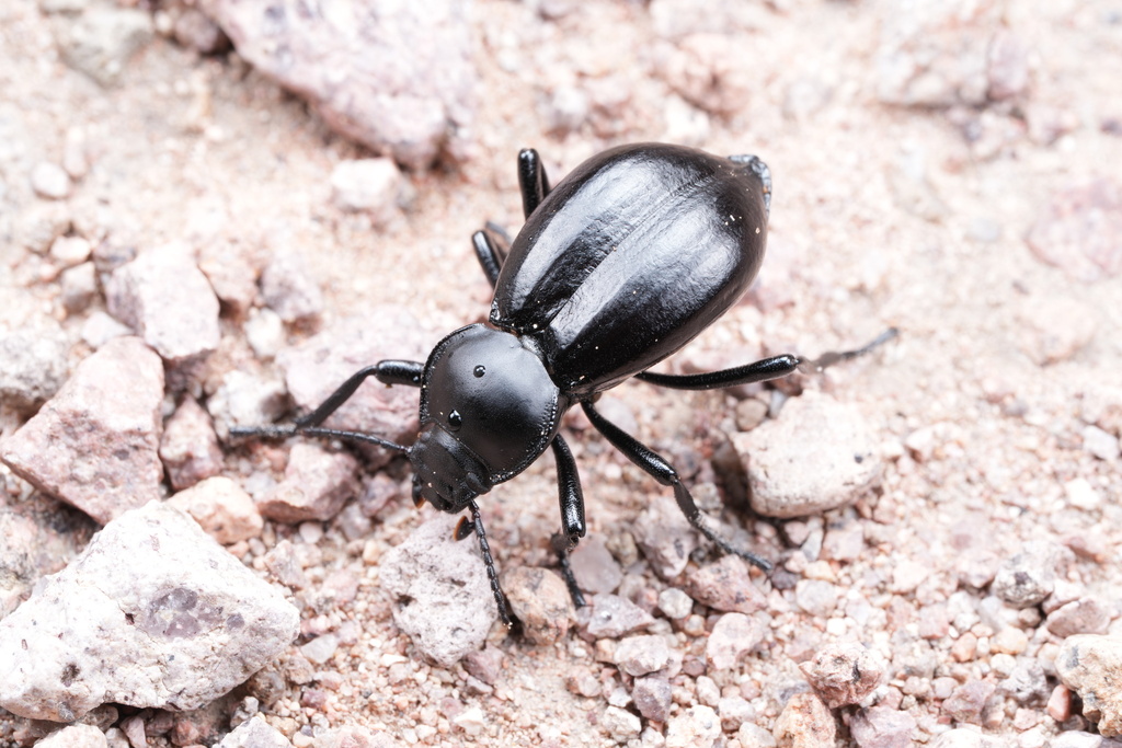 Stenomorpha vigens