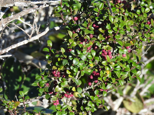 Myrsine africana, photograph 3