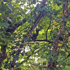 Sciurus vulgaris