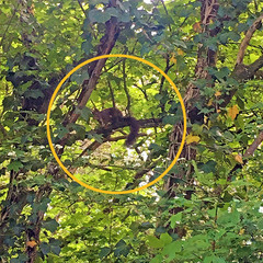 Sciurus vulgaris