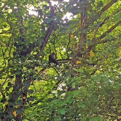 Sciurus vulgaris