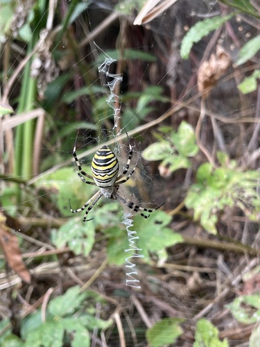 Wasp Spider
