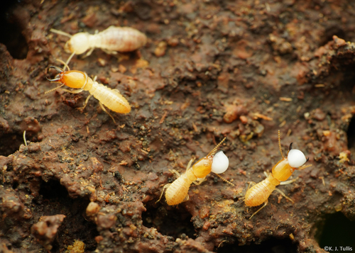 Coptotermes, 2026-08-14