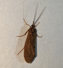 Ptilostomis ocellifera