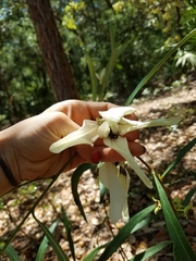 Asimina angustifolia