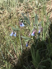 Mertensia lanceolata