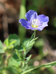 Linum pratense