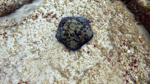 Culcita novaeguineae, 2026-08-18