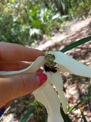 Asimina angustifolia