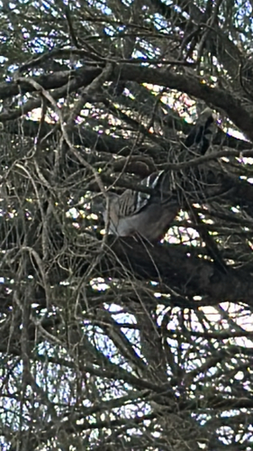 Crested Pigeon
