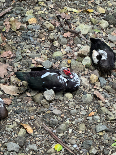 Domestic Muscovy Duck